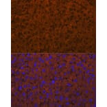 Immunofluorescence - Anti-ADAMTS13 Antibody [ARC1957] (A306733) - Antibodies.com