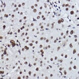 Immunohistochemistry - Anti-RRP42 Antibody [ARC2501] (A306741) - Antibodies.com