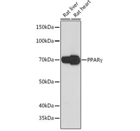 Western Blot - Anti-PPAR gamma Antibody [ARC0155] (A306742) - Antibodies.com