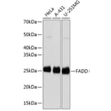 Western Blot - Anti-FADD Antibody [ARC0415] (A306745) - Antibodies.com
