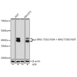 Western Blot - Anti-ERK1 (phospho Thr202 + Tyr204) + ERK2 (phospho Thr185 + Tyr187) Antibody [ARC1595] (A306747) - Antibodies.com