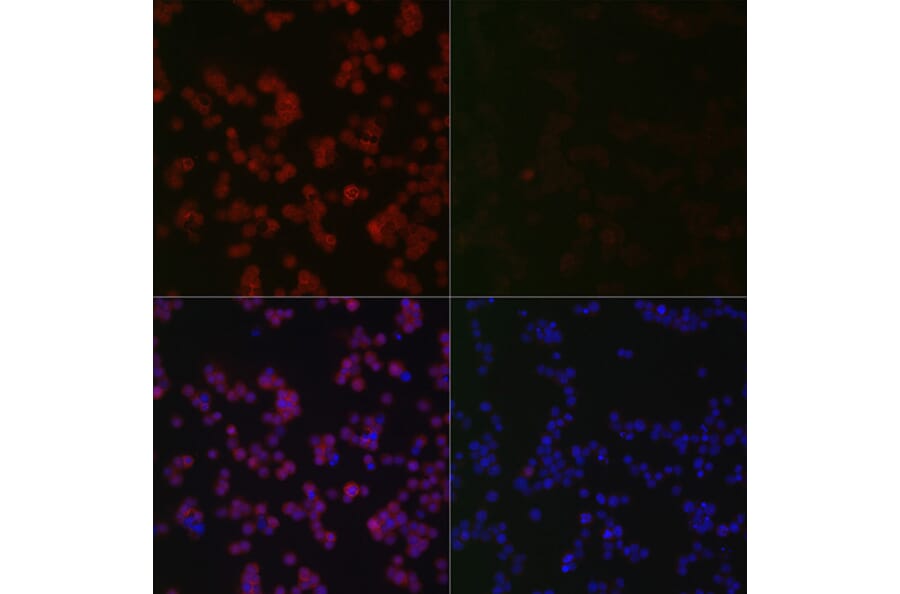 Immunofluorescence - Anti-ERK1 (phospho Thr202 + Tyr204) + ERK2 (phospho Thr185 + Tyr187) Antibody [ARC1595] (A306747) - Antibodies.com