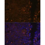 Immunofluorescence - Anti-Cytokeratin 13 Antibody [ARC1824] (A306748) - Antibodies.com
