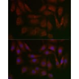 Immunofluorescence - Anti-PERK Antibody (A306749) - Antibodies.com