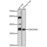 Western Blot - Anti-CEACAM6 Antibody [ARC2110] (A306750) - Antibodies.com