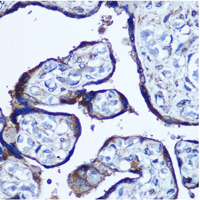 Immunohistochemistry - Anti-TBCCD1 Antibody (A306754) - Antibodies.com