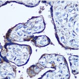 Immunohistochemistry - Anti-TBCCD1 Antibody (A306754) - Antibodies.com