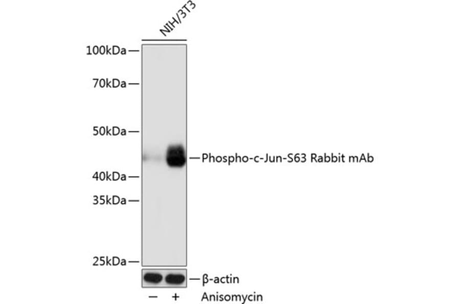 Western Blot - Anti-c-Jun (phospho Ser63) Antibody [ARC0051] (A306756) - Antibodies.com