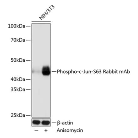 Western Blot - Anti-c-Jun (phospho Ser63) Antibody [ARC0051] (A306756) - Antibodies.com