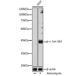 Western Blot - Anti-c-Jun (phospho Ser63) Antibody (A306757) - Antibodies.com