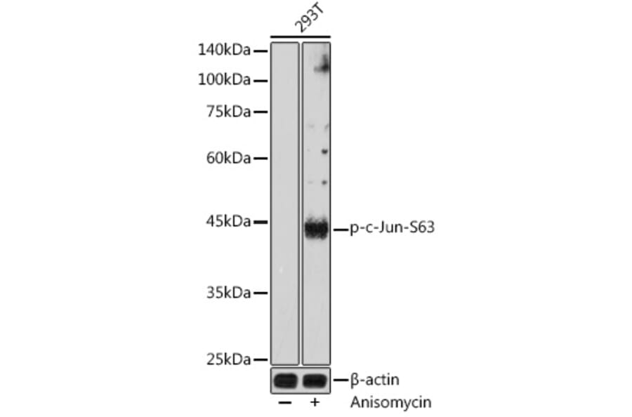 Western Blot - Anti-c-Jun (phospho Ser63) Antibody (A306757) - Antibodies.com