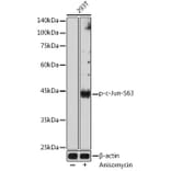 Western Blot - Anti-c-Jun (phospho Ser63) Antibody (A306757) - Antibodies.com