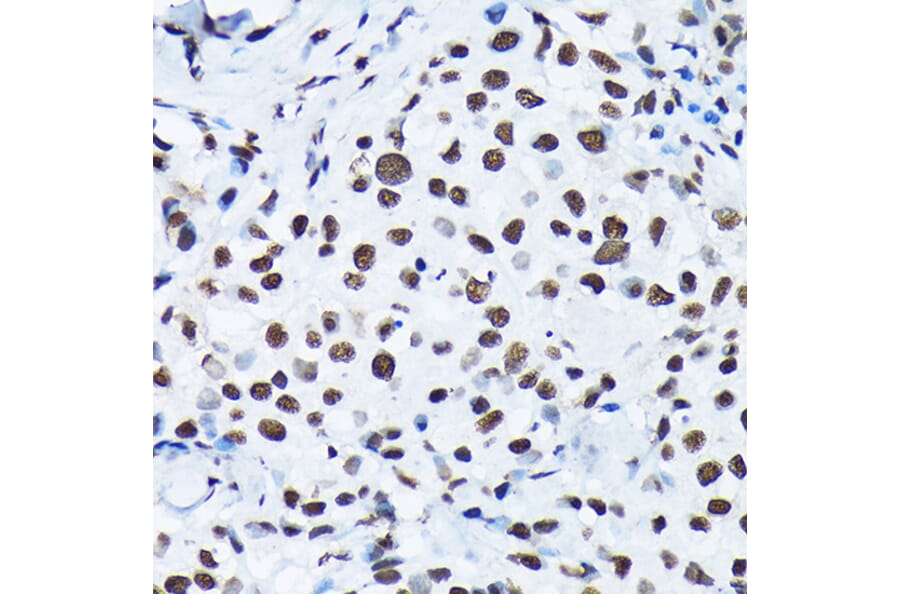 Immunohistochemistry - Anti-c-Jun (phospho Ser63) Antibody (A306757) - Antibodies.com