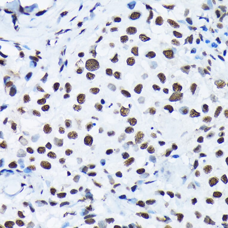 Immunohistochemistry - Anti-c-Jun (phospho Ser63) Antibody (A306757) - Antibodies.com