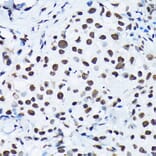 Immunohistochemistry - Anti-c-Jun (phospho Ser63) Antibody (A306757) - Antibodies.com