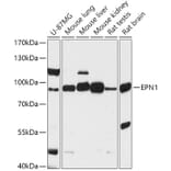 Western Blot - Anti-Epsin 1 Antibody (A306760) - Antibodies.com