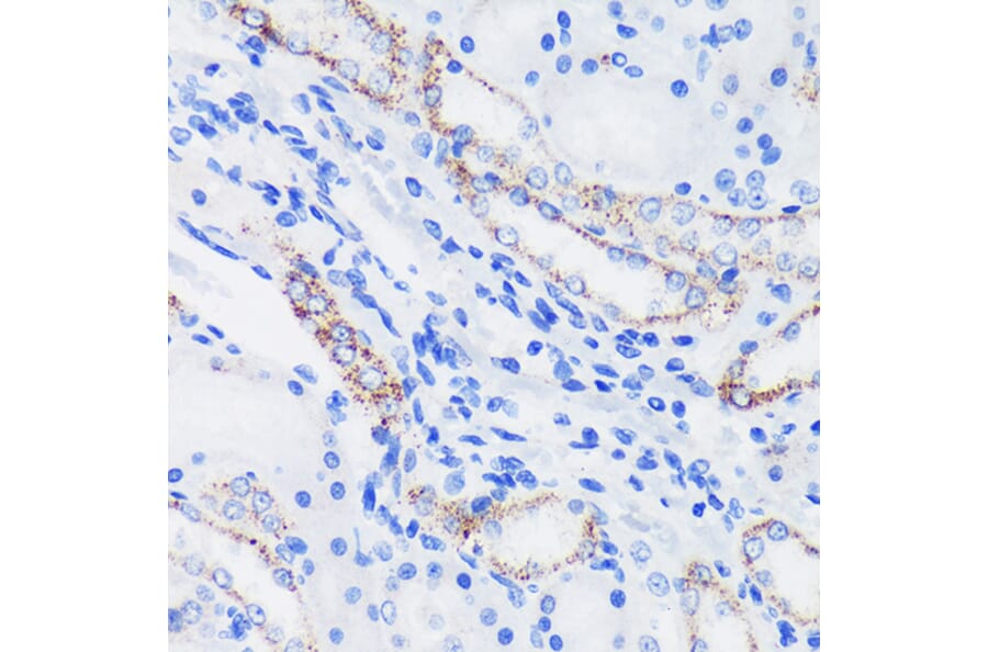 Immunohistochemistry - Anti-Epsin 1 Antibody (A306760) - Antibodies.com