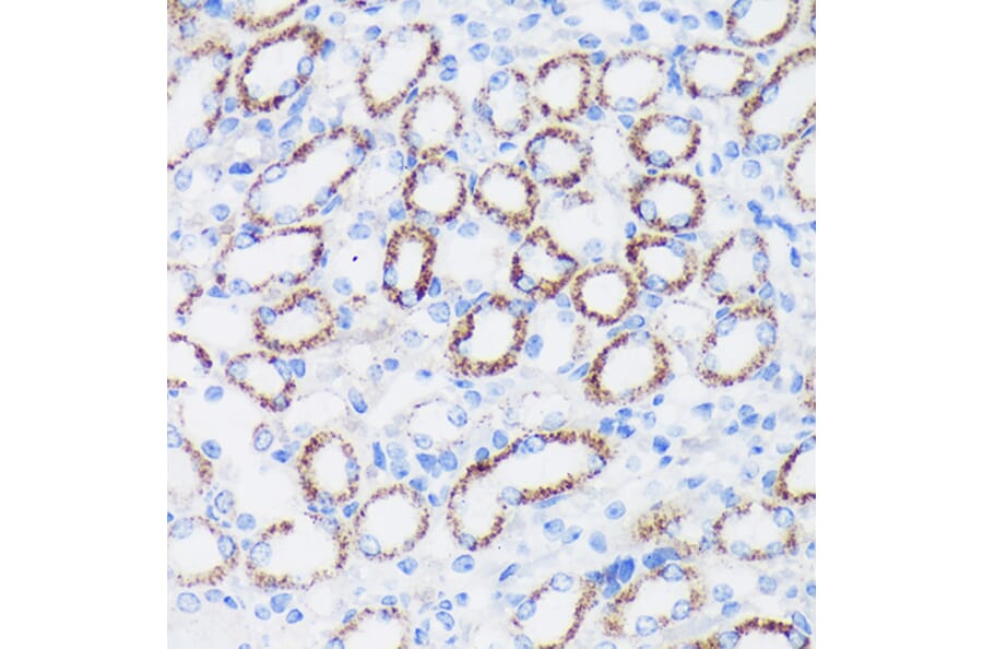 Immunohistochemistry - Anti-Epsin 1 Antibody (A306760) - Antibodies.com