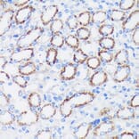 Immunohistochemistry - Anti-Epsin 1 Antibody (A306760) - Antibodies.com