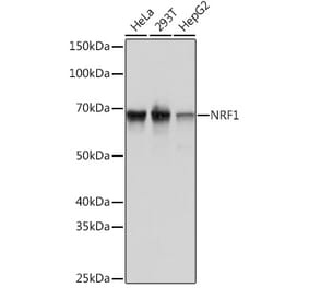 Western Blot - Anti-NRF1 Antibody [ARC0768] (A306763) - Antibodies.com