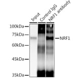 Western Blot - Anti-NRF1 Antibody [ARC0768] (A306763) - Antibodies.com