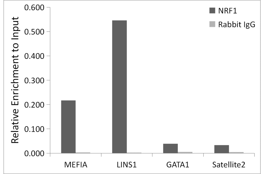 Chromatin Immunoprecipitation - Anti-NRF1 Antibody (A306763) - Antibodies.com