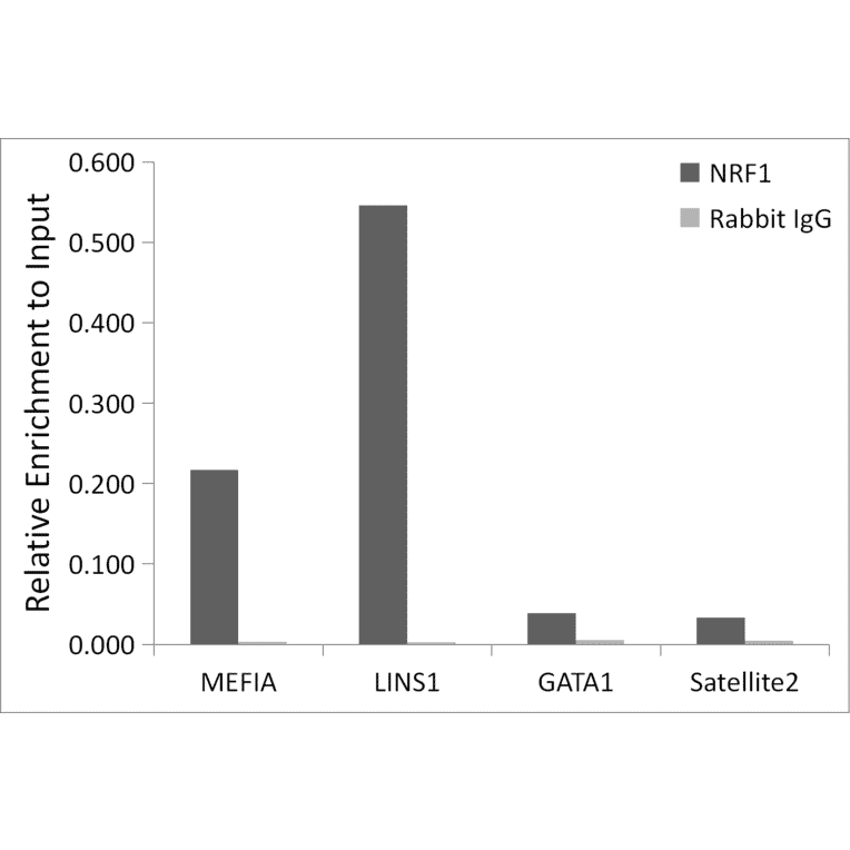 Chromatin Immunoprecipitation - Anti-NRF1 Antibody (A306763) - Antibodies.com