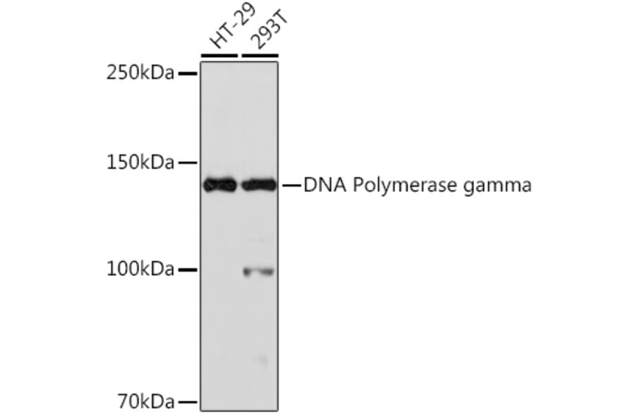 Western Blot - Anti-POLG Antibody [ARC1871] (A306764) - Antibodies.com