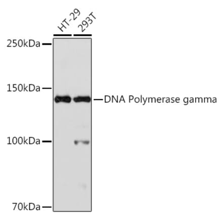 Western Blot - Anti-POLG Antibody [ARC1871] (A306764) - Antibodies.com