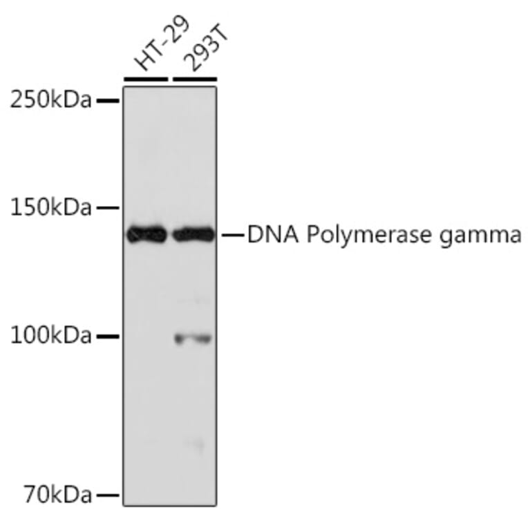 Western Blot - Anti-POLG Antibody [ARC1871] (A306764) - Antibodies.com