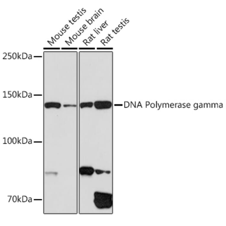 Western Blot - Anti-POLG Antibody [ARC1871] (A306764) - Antibodies.com