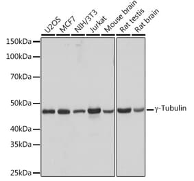 Western Blot - Anti-gamma Tubulin Antibody [ARC1684] (A306765) - Antibodies.com