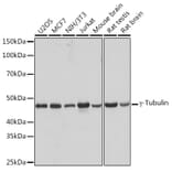 Western Blot - Anti-gamma Tubulin Antibody [ARC1684] (A306765) - Antibodies.com
