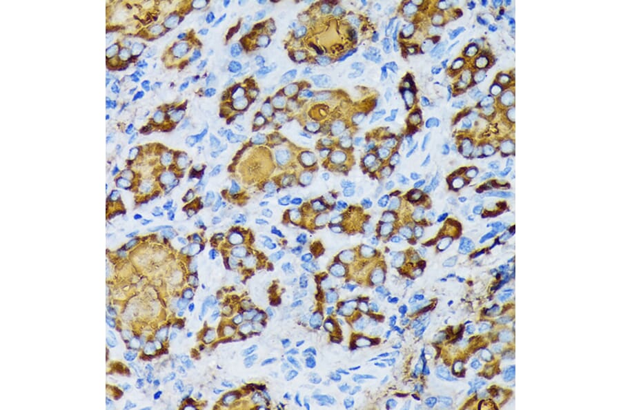 Immunohistochemistry - Anti-gamma Tubulin Antibody [ARC1684] (A306765) - Antibodies.com