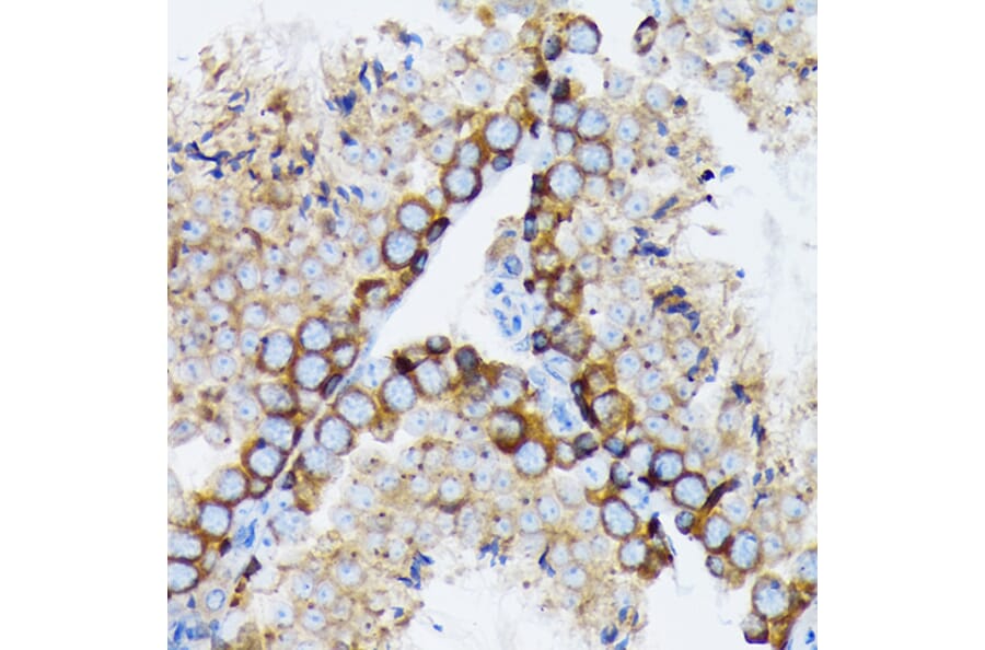Immunohistochemistry - Anti-gamma Tubulin Antibody [ARC1684] (A306765) - Antibodies.com