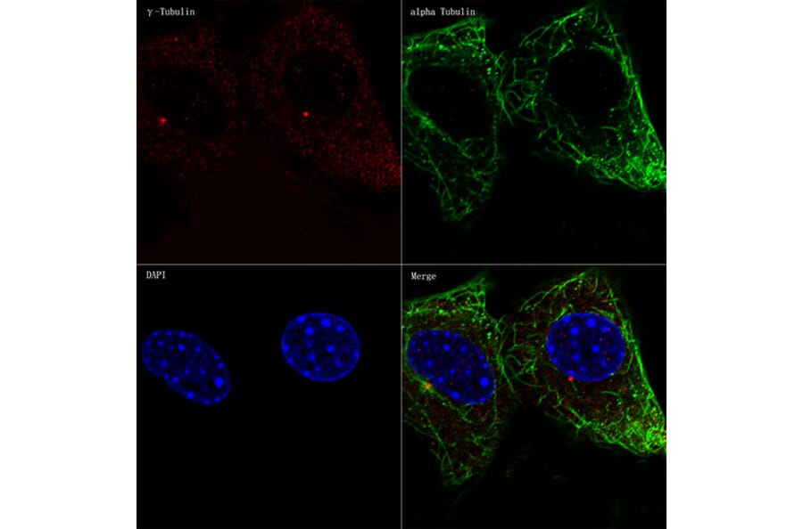 Immunofluorescence - Anti-gamma Tubulin Antibody [ARC1684] (A306765) - Antibodies.com