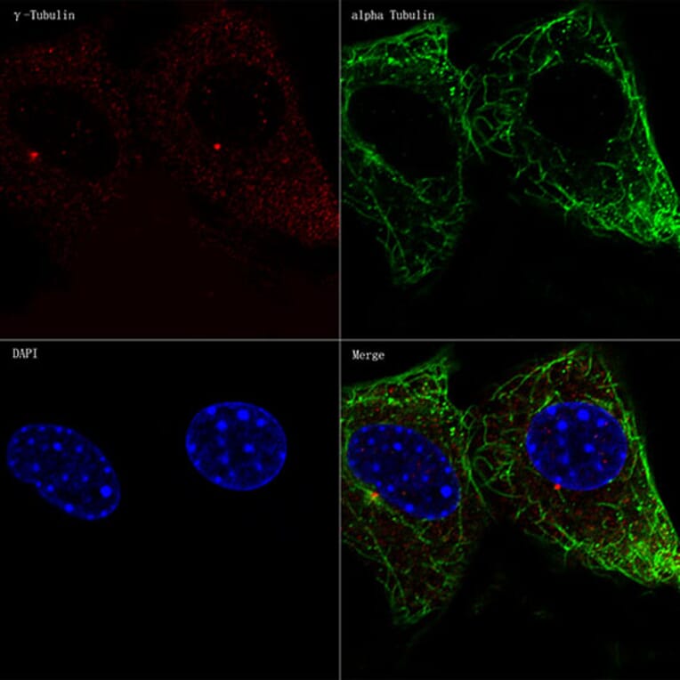 Immunofluorescence - Anti-gamma Tubulin Antibody [ARC1684] (A306765) - Antibodies.com