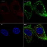 Immunofluorescence - Anti-gamma Tubulin Antibody [ARC1684] (A306765) - Antibodies.com