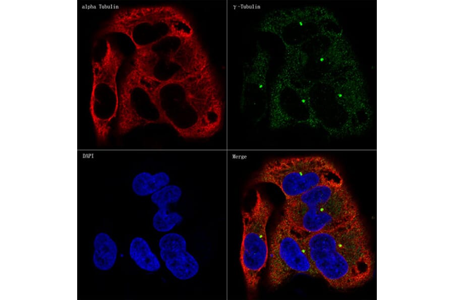 Immunofluorescence - Anti-gamma Tubulin Antibody [ARC1684] (A306765) - Antibodies.com