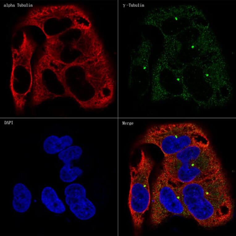 Immunofluorescence - Anti-gamma Tubulin Antibody [ARC1684] (A306765) - Antibodies.com