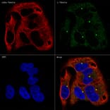 Immunofluorescence - Anti-gamma Tubulin Antibody [ARC1684] (A306765) - Antibodies.com