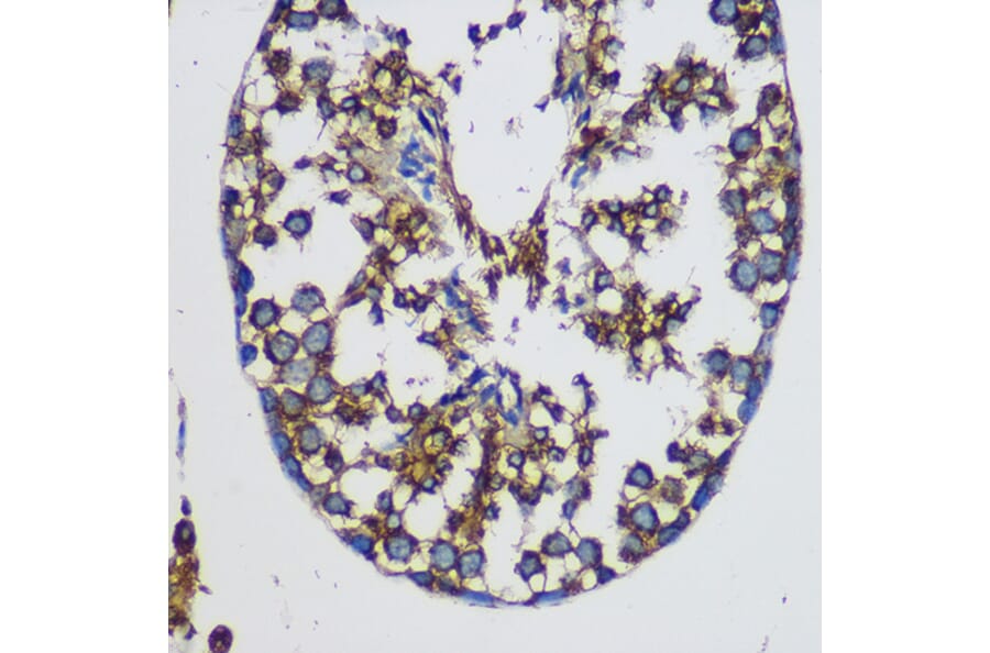 Immunohistochemistry - Anti-TEX101 Antibody (A306768) - Antibodies.com