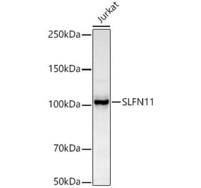 Western Blot - Anti-SLFN11 Antibody [ARC51651] (A306772) - Antibodies.com