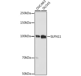 Western Blot - Anti-SLFN11 Antibody (A306773) - Antibodies.com