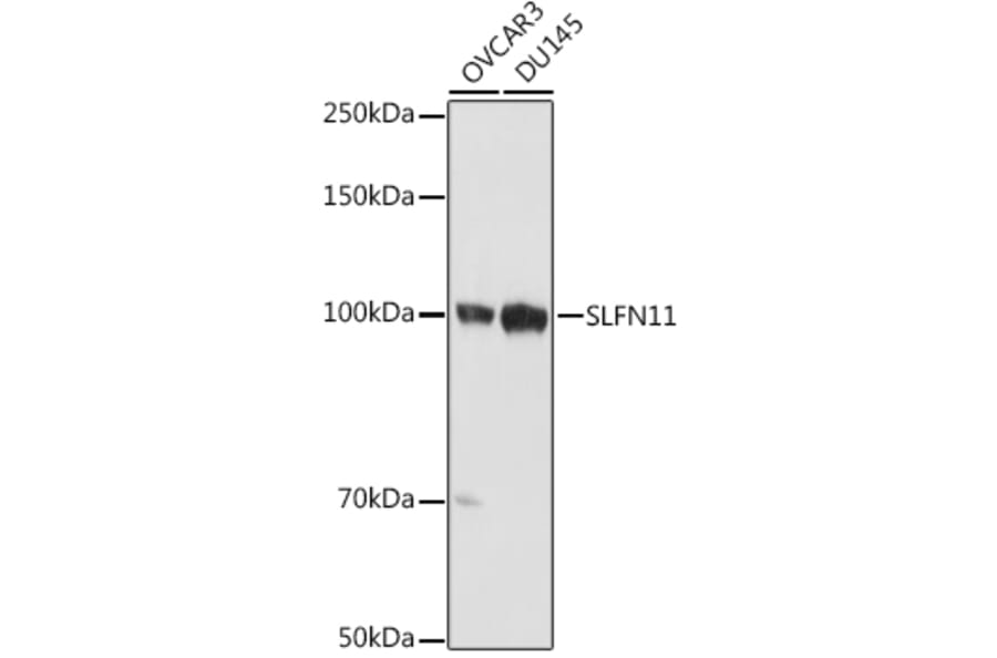Western Blot - Anti-SLFN11 Antibody (A306773) - Antibodies.com
