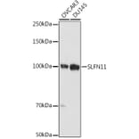 Western Blot - Anti-SLFN11 Antibody (A306773) - Antibodies.com