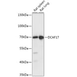 Western Blot - Anti-DCAF17 Antibody (A306774) - Antibodies.com