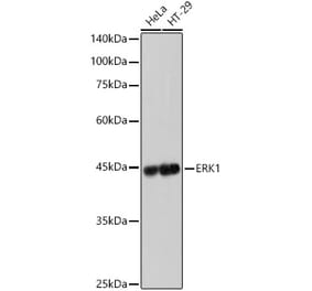 Western Blot - Anti-ERK1 Antibody [ARC2591] (A306776) - Antibodies.com