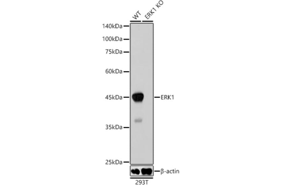 Western Blot - Anti-ERK1 Antibody [ARC2591] (A306776) - Antibodies.com