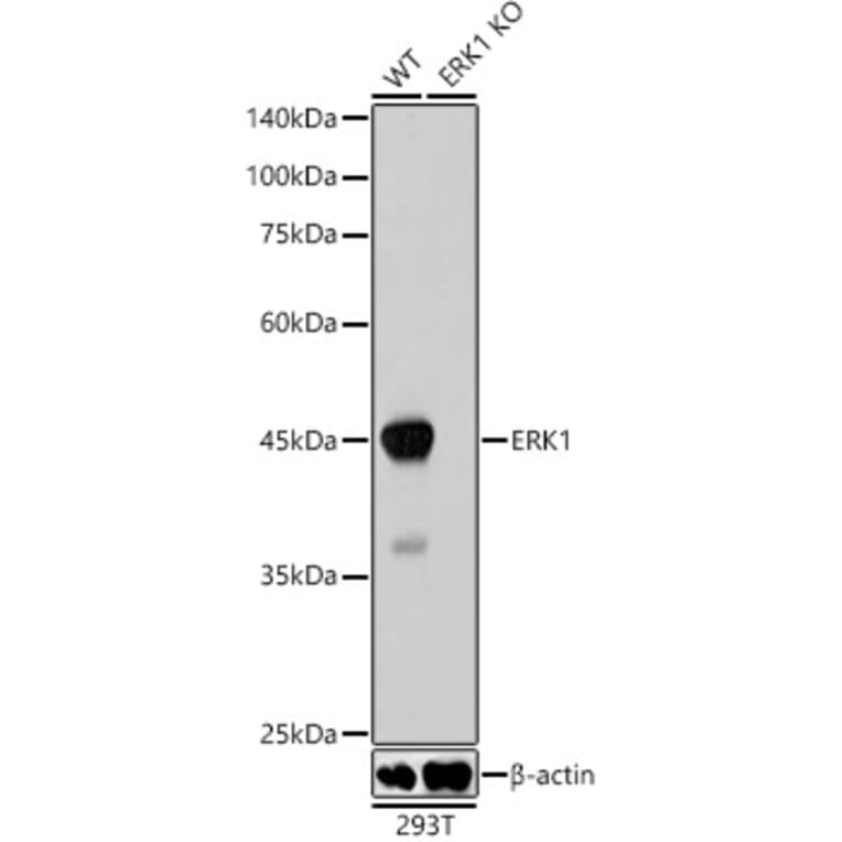 Western Blot - Anti-ERK1 Antibody [ARC2591] (A306776) - Antibodies.com